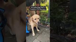 Introducing Zoof’s comfort fit harness! #dog #dogs #harness #dogparent #petparent