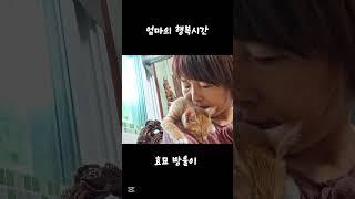행복 주는 효묘 방울이 #농부고양이집사