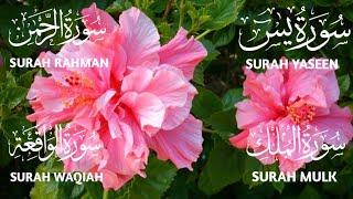 Surah Yaseen ️ Surah Rahman ️ Surah Mulk ️ Surah Waqiah Beautiful Voice ️ Heart Soothing