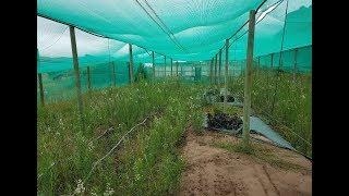 Gardening with Gabriel - Starting Fresh & Dreaming Big - New Nursery Location - Episode 1