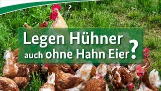 Legen Hühner auch ohne Hahn Eier?