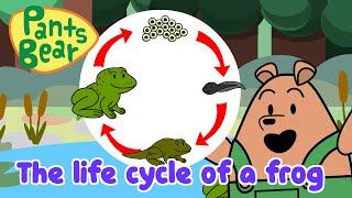 Life Cycle of a Frog | Science for Kids | Educational Video | #PantsBear