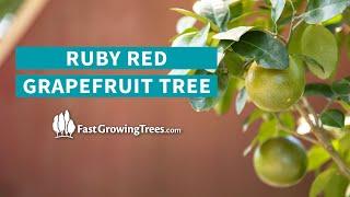 Ruby Red Grapefruit Tree | FastGrowingTrees.com