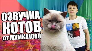 ОЗВУЧКА КОТИКОВ