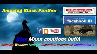 Hiding in the Shadows The Black Panther ' Blue Moon creations India