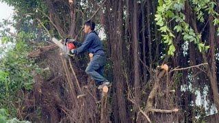 Dangerous Tree Cutting Challenge Before Hurricane Milton and Truly Lucky After the Storm