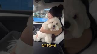 신호대기중에 둘이 뭐하는거야? 정지영상아님. 인형꼬똥이 #꼬똥드툴레아 #꼬똥이아부지