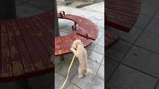 뭐 있는지 궁금해하는게 귀여워️ #강아지 #토이푸들 #반려견 #산책 #poodle