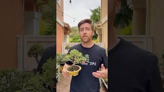 Common bonsai mistakes #bonsaitree #bonsai  #gardening #bonsaicare #bonsaigarden #gardening #learn