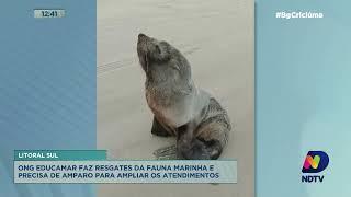 ONG Educamar faz resgates da fauna marinha e precisa de amparo para ampliar os atendimentos