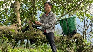 Harvesting Figs Goes to countryside market sell - Gardening | Solo Survival