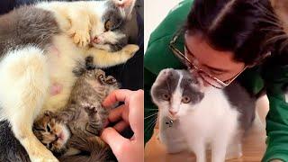 Pregnant Cat Saved From The Street Can't Stop Loving On New Mom 