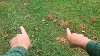 How to Kill Crabgrass FAST without Killing the Lawn