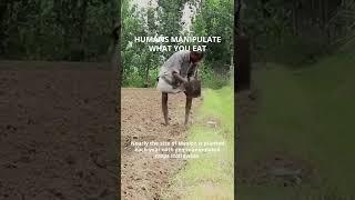 Humans manipulate what you eat!