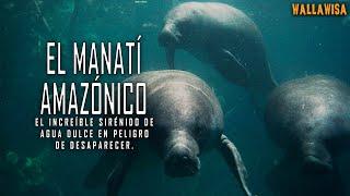 El manatí amazónico: en Perú, una magnífica especie que está en peligro de desaparecer.