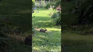 숙네정원에 살고 있어 야생토끼 한마리 #테네시 #이민생활 #garden #야생토끼