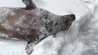 Snow day at the Oregon Zoo