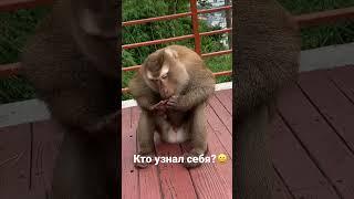 #пхукет2022 #обезьяна