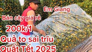 Vườn quất cảnh Tết tháp lùm bán Tết 2025 giá rẻ và đẹp