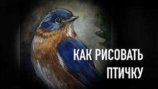 Как нарисовать птичку. Пошаговая инструкция как рисовать птицу.