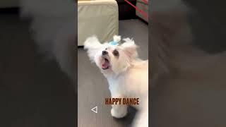 Dogs and the “Happy Dance”