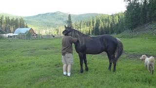 Chance of Wild Mountain Farms