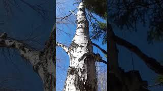 в этой березе сока нет(#short#сок#береза