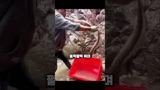 절대 평범하지 않은 생선 한 마리의 반격