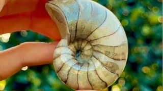 Crystal Nautilus! Mind-Blowing Fossil Finds You Must See!