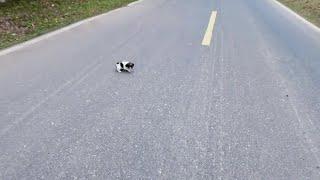 A freezing, terrified puppy was abandoned in the middle of a busy road, his eyes pleading for help!