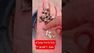 بذور هذة الشجرة لا تقدر بثمن
