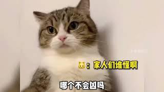 猫咪:别吓我呀，我胆子很小的#爆笑社