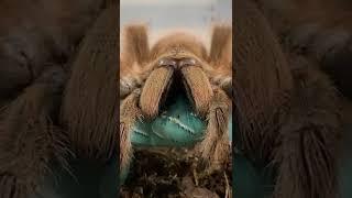 GIANT PINK TARANTULA EATS A BLUE GUMMY WORM CATERPILLAR!