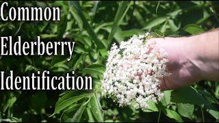 How To Identify Common Elderberry, Sambucus canadensis