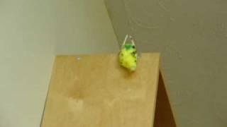 Fifi the Budgie Acting Weird