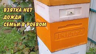 пчеловодство северо-запад взятка нет дожди семьи в роевом