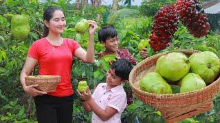 Pick fruit in my homeland for eating | Seedless guava picking | Sweet mulberry eating