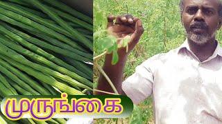 முருங்கைக்காய் விவசாயம் | drumstick farming  | murungaikai vivasayam | murungai farming tamil