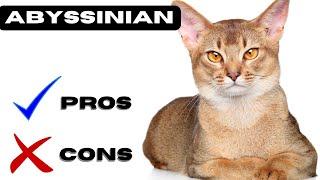 Abyssinian Cat Pros and Cons | "Abyssinian: Angel or Adventurer?"