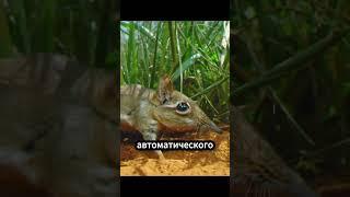 Остромордые монстры! 
