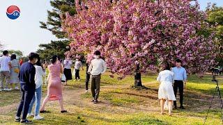 Seoul Olympic Park Spring Scenery 2022, Seoul Travel, Seoul Trip, Seoul Hot Spot Walk.