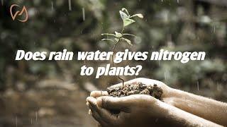 How rain water supplies nitrogen to plants? Nitrogen in rain water. #nitrogen #farming