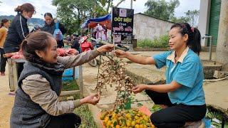 Harvest wild tangerines Bring to the market to sell, | Lý Thị Sai