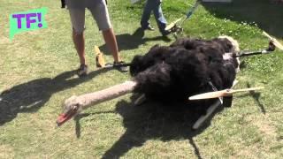 This FLYING OSTRICH DRONE is the kookiest thing you’ll see all day