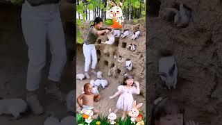 Cute Rabbit (D155) #shorts #video #viral