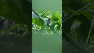 Bird's Swimming  #birdslover #birdsounds #trendingshorts #shortsfeed #viralreels #viral #nature