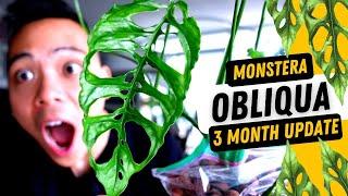 Monstera Obliqua 'Peru'  3 Month Growth Update | Transferring to LECA 