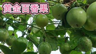 Another batch of golden passion fruit is ripe. Xiao Zeng picked a basket and Yueyue ate it with rel