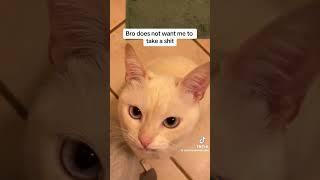 hello little girl  #shorts #yeti #viral #catlover #shortvideo #funny #funnycats