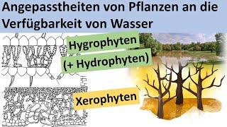 Xerophyten, Hydrophyten,  Hygrophyten - Angepasstheit von Pflanzen an die Verfügbarkeit von Wasser